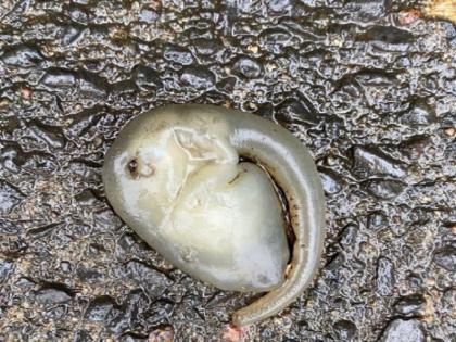 Australia Sydney bizare alien creature found stumped Biologists and social media users | सि़डनी में बारिश के बाद सड़क पर नजर आया आजीबोगरीब 'एलियन' जीव, वीडियो वायरल, जीवविज्ञानी भी हुए हैरान