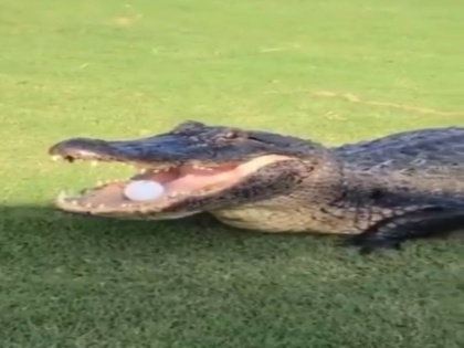 in america golf ball is in alligator mouth video viral on social media | Viral Video: मगरमच्छ ने अपने मुंह में गोल्फ की गेंद लेकर किया कुछ ऐसा, वीडियो देख आप भी रह जाएंगे हैरान