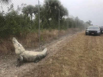 Massive Alligator Found Wandering On Road Of Florida Amist Coronavirus Lockdown | Coronavirus: लॉकडाउन के बीच फ्लोरिडा की सड़क पर दिखा घड़ियाल, वन्यजीव अधिकारियों ने जारी की चेतावनी, वीडियो वायरल