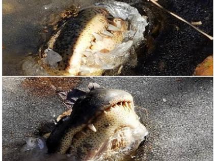 american alligators stuck in frozen shallotte river swamp park video viral | ठंड ने ढाया ऐसा कहर कि झील में जम गए मगरमच्छ, सामने आया चौंकाने वाला वीडियो