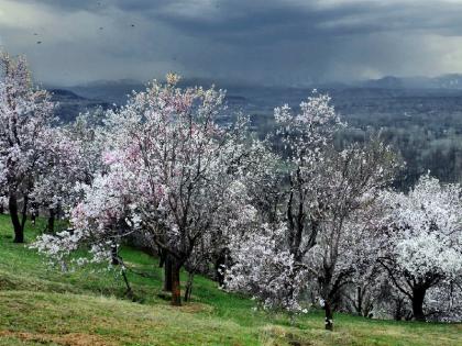 Almond blossoms have painted Kashmir pink signalling the arrival of spring | Badamwari Blossoms: कश्मीर में वसंत का आगमन, बादाम के फूलों से गुलाबी हुई कश्मीर की वादियां Almond blossoms have painted Kashmir pink signalling the arrival of spring | Badamwari Blossoms: कश्मीर में वसंत का आगमन, बादाम के फूलों से गुलाबी हुई कश्मीर की वादियां