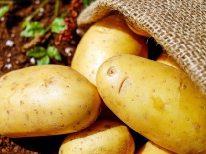 History of Potato in India and its Health Benefits | भारत में नहीं हुआ आलू का जन्म, 16वीं सदी में हजारों किलोमीटर दूर से यहां आया था
