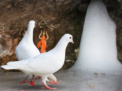 amarnath yatra interesting facts story of lord shiva about gufa and secret of two white pigeons | अमरनाथ यात्रा: इस पवित्र गुफा में आखिर क्या है दो सफेद कबूतरों का राज, क्या वे कभी नहीं मरते?