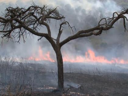 Amazon Rainforest Tree destruction breaks record of decade, Here is a report | अमेजन जंगलों में पेड़ों के सफाए ने तोड़ा एक दशक का रिकॉर्ड, सालभर में 9762 वर्ग किमी. क्षेत्र में वृक्ष खत्म Amazon Rainforest Tree destruction breaks record of decade, Here is a report | अमेजन जंगलों में पेड़ों के सफाए ने तोड़ा एक दशक का रिकॉर्ड, सालभर में 9762 वर्ग किमी. क्षेत्र में वृक्ष खत्म