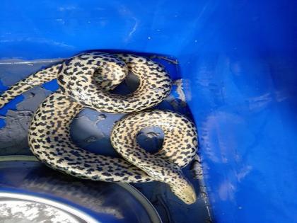 Odisha: Yellow anaconda dies in Nandankana zoo, now only five anaconda left | ओडिशा: नंदनकाना चिड़ियाघर में पीले एनाकोंडा की मौत, अब जू बचे सिर्फ पांच एनाकोंडा