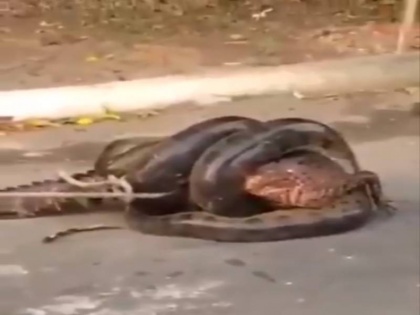anaconda swallowing alligator people save video viral on social media | मगरमच्छ को निगलते एनाकोंडा से लोगों ने ऐसे बचाई जान, देखें वायरल वीडियो