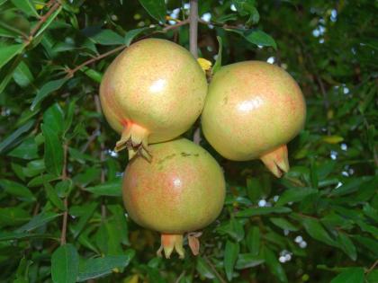 UTI treatment at home: include anar or pomegranate in your diet to treat urinal infection UTI at home, health benefits of anar and leaf in Hindi | पेशाब का रोग UTI का रामबाण इलाज है यह फल, इसके पत्ते चबाने से खत्म होने लगते हैं चर्म रोग जैसी 5 बीमारियां UTI treatment at home: include anar or pomegranate in your diet to treat urinal infection UTI at home, health benefits of anar and leaf in Hindi | पेशाब का रोग UTI का रामबाण इलाज है यह फल, इसके पत्ते चबाने से खत्म होने लगते हैं चर्म रोग जैसी 5 बीमारियां