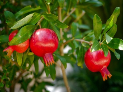 ayurveda health tips: include pomegranate leaf in your diet to get rid skin diseases, constipation, insomnia | Ayurveda health tips: आयुर्वेद के अनुसार सोने से पहले इस पौधे के पत्तों चबाने से सेहत को होते हैं 5 गजब के लाभ