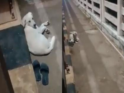Andhra Pradesh Pet dog waits whole night bridge mistress commits suicide jumping Godavari river video | आंध्र प्रदेश: मालकिन के नदी में कूदकर आत्महत्या करने पर पूरी रात पुल पर इंतजार करता रहा पालतू कुत्ता, देखें वीडियो Andhra Pradesh Pet dog waits whole night bridge mistress commits suicide jumping Godavari river video | आंध्र प्रदेश: मालकिन के नदी में कूदकर आत्महत्या करने पर पूरी रात पुल पर इंतजार करता रहा पालतू कुत्ता, देखें वीडियो