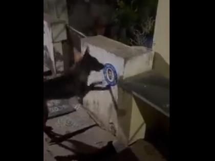 Andhra Pradesh FIR lodged against stray dog Accused of insulting Chief Minister Jagan Mohan Reddy know what is the matter | आंध्र प्रदेश: आवारा कुत्ते के खिलाफ एफआईआर दर्ज; मुख्यमंत्री का अपमान करने का लगा आरोप, जानें क्या है मामला?