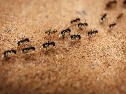 The ants give auspicious and inauspicious signs these important things can prevent from untoward in future | चीटियां देती हैं शुभ और अशुभ संकेत, भविष्य में होने वाली अनहोनी से बचा सकती हैं ये जरूरी बातें