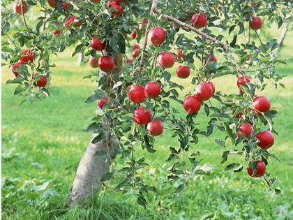 12 Lakh Metric Tonnes of apple to be procured by Special Market intervention Price Scheme in jammu kashmir | जम्मू-कश्मीर के किसानों को मोदी सरकार का तोहफा, 12 लाख मीट्रिक टन सेब की करेगी खरीदारी