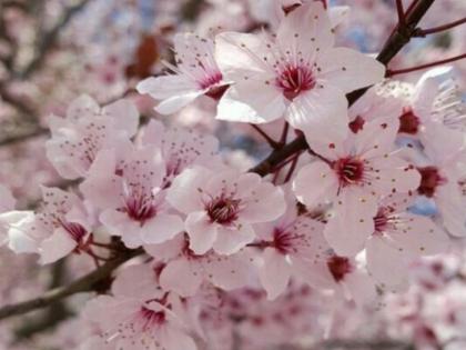 Come enjoy the Apricot Blossom Festival If you love romance and beauty come to Ladakh | Ladakh: लद्दाख में एप्रीकॉट ब्लॉसम फेस्टिवल का आनंद उठाने का शानदार मौका, फूलों की महक अपके मन में भर देगी प्यार Come enjoy the Apricot Blossom Festival If you love romance and beauty come to Ladakh | Ladakh: लद्दाख में एप्रीकॉट ब्लॉसम फेस्टिवल का आनंद उठाने का शानदार मौका, फूलों की महक अपके मन में भर देगी प्यार