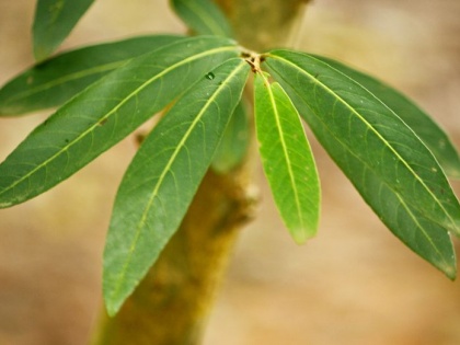 how to use arjuna tree bark to prevent cancer heart disease and breast cancer | यौन शक्ति बढ़ाने के अलावा ब्रेस्ट कैंसर, ब्लड प्रेशर, हार्ट अटैक से बचाता है ये पौधा