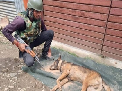 Army Sniffer Dog Killed during encounter with terrorists in Jammu Kashmir Baramulla district | जम्मू-कश्मीर: आतंकियों के साथ मुठभेड़ में सेना के स्निफर डॉग Axel ने गंवाई जान, लगी तीन गोलियां