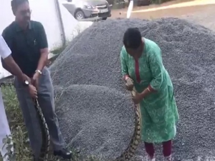 Snake rescue 20 kg alive python navy officer wife caught video goes viral | 20 किलो के अजगर को देख लोगों में हड़कंप, लेकिन आर्मी ऑफिसर की पत्नी ने एक हाथ से पकड़कर किया कुछ ऐसा, देखें वीडियो