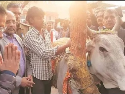 Arvind kejriwal slams Bjp says those seek Votes cow name should also provide fodder | अब गाय पर बीजेपी को घेरेंगे केजरीवाल, बोले- जो गाय के नाम पर वोट मांगते हैं, उन्हें चारा भी देना चाहिए