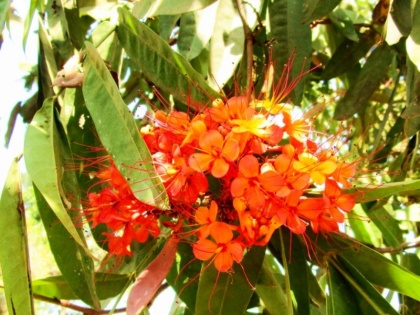 amazing health benefits of ashoka tree flowers skin, eczema | बारिश में दाद, खाज, खुजली और दानों का नाश करता है यह लाल रंग का फूल, ऐसे करें यूज