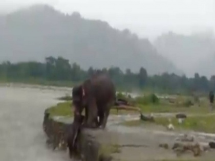 small elephant flowing in the river elephant saved his life see viral video | नदी में बह रहा था छोटा हाथी, हथिनी ने जान पर खेलकर ऐसे बचाई जान, देखें वायरल वीडियो