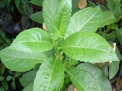 Health benefits of Ashitaba in Hindi: amazing health benefits of Japaneses plant Ashitaba in Hindi | औषधीय गुणों का खजाना है अशिताबा पौधा, पेट के अल्सर जैसे 6 रोगों में है फायदेमंद