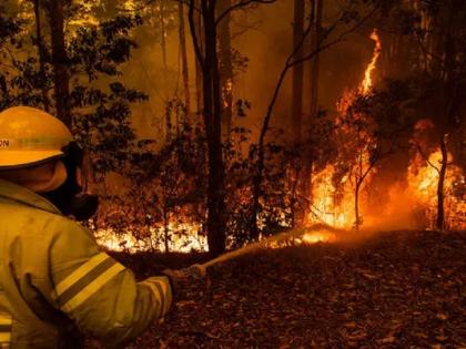 Millions of animals are dying from the Australian fires | रमेश ठाकुर का ब्लॉग: वन्य जीवों को लीलता ऑस्ट्रेलिया का दावानल