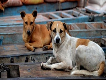 Karti Chidambaram appeals to PMO to form a task force for stray dogs, makes Parag Desai's death an issue | कार्ति चिदंबरम ने PMO से की आवारा कुत्तों के लिए टास्क फोर्स बनाने की अपील, पराग देसाई की मौत को बाद उठ रहे हैं सवाल