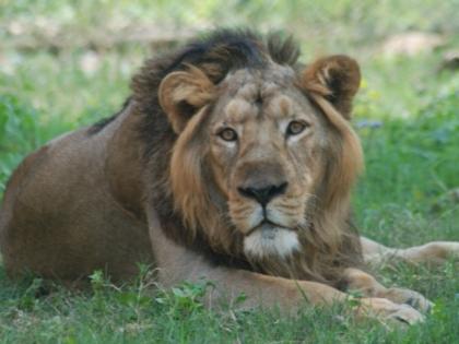 Lucknow Zoo 'Prince' died | नहीं रहा लखनऊ चिड़ियाघर का शेर 'प्रिंस', छह महीने पहले शेरनी ने तोड़ा था दम