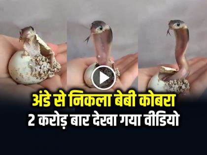 Baby Cobra Birth from Egg Video Goes Viral on Social Media | VIDEO: अंडे से निकला बेबी कोबरा, 2 करोड़ बार देखा गया वीडियो...