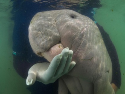 Thailand Baby dugong ‘Mariam’ dies with plastic in stomach | थाईलैंड: जिंदगी की जंग आखिरकार हार गई बेबी डुगोंग ‘मरियम’, प्लास्टिक कचरे ने ली जान