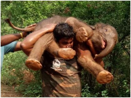 VIDEO: The elephant child fallen into the ditch, guard rescue him over the shoulder, user said real bahubali | VIDEO: खाई में गिरे हाथी के बच्चे को ऐसे रेस्क्यु कर पहुंचाया अस्पताल, लोग बोले- जियो रे बाहुबली