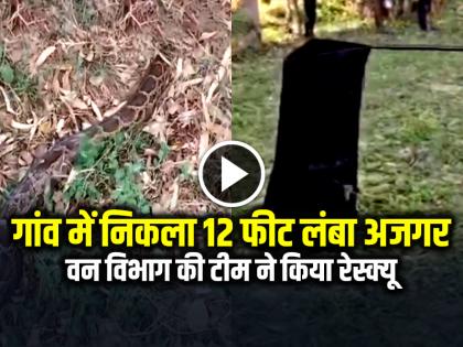 Badaun 12 Feet Long Python Rescue from village Video Viral | VIDEO: गांव में निकला 12 फीट लंबा अजगर, वन विभाग की टीम ने किया रेस्क्यू, देखें वीडियो