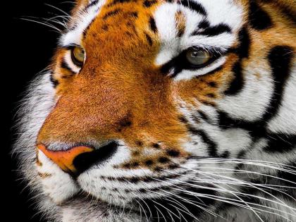 Man-eating tiger killed mother and daughter in West Champaran, Bihar, panic spread in the area | बिहार के पश्चिम चंपारण में आदमखोर बाघ ने ली मां-बेटी की जान, इलाके में फैली दहशत