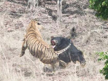 At Tadoba Reserve, Tense Face-Off Between Tiger And Bear Caught On Camera | बाघ और भालू के बीच हुई खूंखार लड़ाई, वायरल हुआ वीडियो