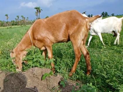 A case of gang rape of a pregnant goat by three brutes has come to light in Vaishali district of Bihar | बिहार में वैशाली जिले में तीन दरिंदों के द्वारा गर्भवती बकरी के सामूहिक दुष्कर्म किए जाने का मामला आया सामने