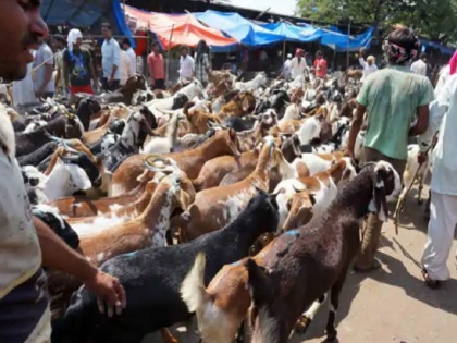 Uttarakhand High Court stays allows animal slaughter in Haridwar for Eid al Adha at slaughterhouse of Manglaur | बकरीद पर हरिद्वार में कुर्बानी पर रोक नहीं होगी, उत्तराखंड हाई कोर्ट ने सरकारी आदेश को पलटा, जानें क्या कहा