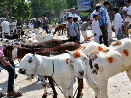 UP: Jain society saved the lives of 250 goats from sacrifice on the occasion of Bakrid in Baghpat, bought all the goats and sent them to the shelter | यूपी : जैन समाज ने बागपत में बकरीद के मौके पर कुर्बानी से बचाई 250 बकरों की जान, सभी बकरों को खरीदकर आश्रय स्थल भेजा