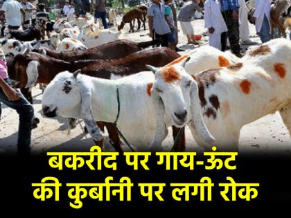 Delhi government issued advisory on Bakrid Ban on sacrifice of cow and camel | दिल्ली में बकरीद पर गाय-ऊंट की कुर्बानी पर लगी रोक, सरकार ने जारी की सख्त एडवाइजरी