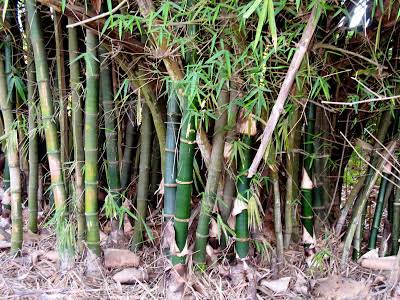 Infra has huge job potential, bamboo plantation along highways may create 2 lakh jobs Nitin Gadkari | हाईवे के किनारे बांस के पेड़ लगाकर पैदा किये जा सकते हैं दो लाख रोजगार: केंद्रीय मंत्री नितिन गडकरी Infra has huge job potential, bamboo plantation along highways may create 2 lakh jobs Nitin Gadkari | हाईवे के किनारे बांस के पेड़ लगाकर पैदा किये जा सकते हैं दो लाख रोजगार: केंद्रीय मंत्री नितिन गडकरी