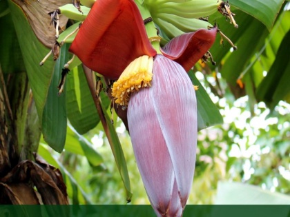 banana flower health benefits: use banana flower to beat anemia, diabetes, heart disease, constipation | केले के फूल में छिपे हैं गजब के फायदे, खून की कमी, डायबिटीज जैसे 8 रोगों से बचाने में सहायक, जानें इस्तेमाल का तरीका