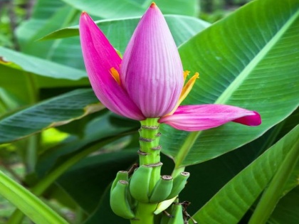 benefits of banana flowers for diabetes, cancer, weight loss, piles, pos | कैंसर, डायबिटीज, खून की कमी, मोटापा सहित इन 8 बीमारियों का काल है ये गुलाबी रंग का फूल