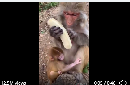 Monkey peeled and ate banana like a human, will be surprised to see, it is going viral on social media | बंदर ने इंसान की तरह छीलकर खाया केला, देखकर रह जाएंगे हैरान, सोशल मीडिया पर हो रहा है वायरल