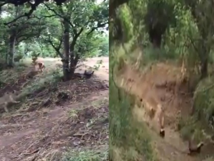 most dangerous animal Honey badgers fight with lion video viral | दुनिया के सबसे खतरनाक जानवर से शेरों की झड़प, डर कर भागा शेर, देखिए वीडियो