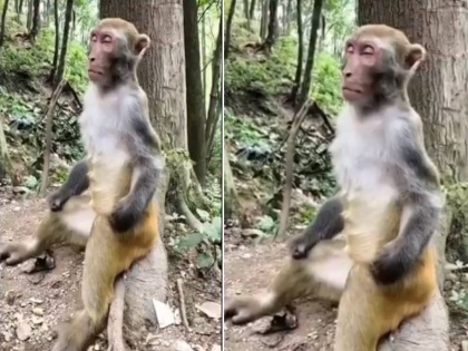 monkey meditate under tree video viral on social media | इंसानों की तरह बंदर भी करते हैं मेडिटेशन! ये वायरल फनी वीडियो देख हंसते-हंसते हो जाएंगे लोटपोट