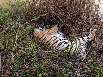 Bandhavgarh Reserve News 12 to 18 manth Young tiger dead in Bandhavgarh Tiger Reserve, second incident of death within a week, neck bone broken | Bandhavgarh Reserve News: बांधवगढ़ बाघ अभयारण्य में युवा बाघ मृत, एक सप्ताह के भीतर मौत की दूसरी घटना, गर्दन की हड्डी टूटी