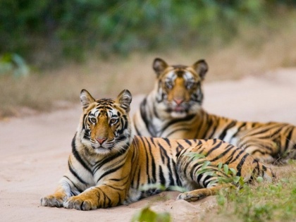 Suspected tiger death in Madhya Pradesh's Bandhavgarh Tiger Reserve, 15 tigers have died in the last one year | मध्य प्रदेश के बांधवगढ़ टाइगर रिजर्व में बाघ की हुई संदिग्ध मौत