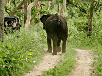 Wildlife lovers will get insurance coverage in Bandipur, Nagarhole Tiger Reserve under innovative experiment | अभिनव प्रयोग के तहत बांदीपुर, नागरहोल टाइगर रिजर्व में वन्यजीव प्रेमियों को मिलेगा बीमा कवरेज
