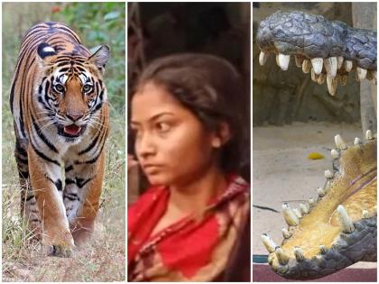 bangladeshi women Krishna Mandal enter india illegally to marry lover Abhik Mandal in kolkata kalighat temple facebook bengal tigers sunderban | बांग्लादेशी महिला न डरी बंगाल टाइगर के शेरों से और न ही घड़ियालों को देखकर हटी पीछे, प्रेमी से मिलने के लिए 1 घंटा तैराकी कर अवैध रूप से ऐसे घूसी भारत में, गिरफ्तार