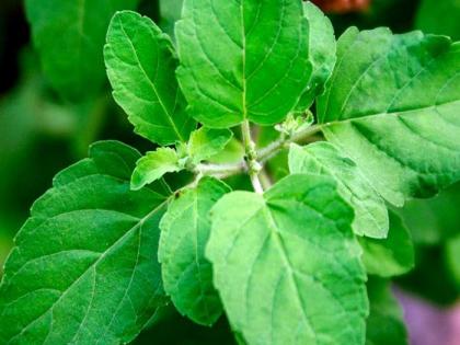 how to strengthen immunity power in kids: 5 Immune Boosting Herbs According To Ayurveda | Immunity booster Ayurveda herbs: बच्चों का इम्यूनिटी सिस्टम मजबूत बनाने वाली 5 आयुर्वेदिक जड़ी बूटियां