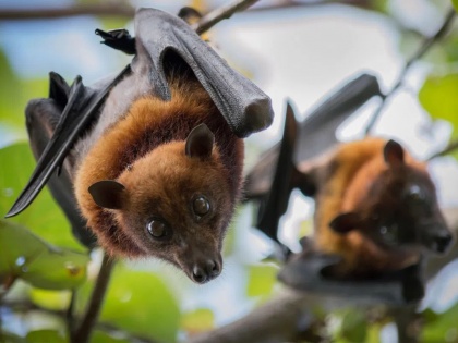 ICMR study finds presence of 'bat coronavirus' in two Indian bat species | ICMR को चमगादड़ों में मिला 'बैट कोरोना वायरस', जानिये COVID-19 से क्या है संबंध