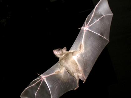 Weather Update Jajpur Loo caused havoc eight bats died tried save the remaining bats sprinkling water odisha | Weather Update: जाजपुर में 'लू' ने किया बेहाल, आठ चमगादड़ों की मौत, शेष चमगादड़ों पर पानी का छिड़काव कर बचाने का प्रयास, जानें